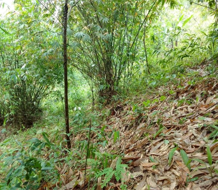 G:\Medical Leave Gordon\VILLAGE REPORT PICTURES\JIRANG BLOCK\Sohkyrbam rim\5.contour trenches\WhatsApp Image 2023-03-24 at 17.27.35 (1).jpeg